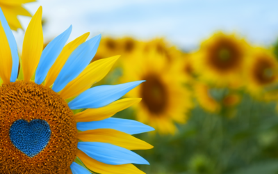 Misure Temporanee Eccezionali: Carenza Olio di Girasole